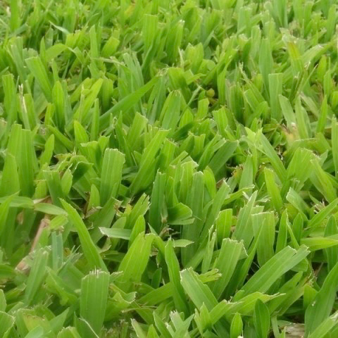 Axonopus compressus "Grama bahiana" plantín