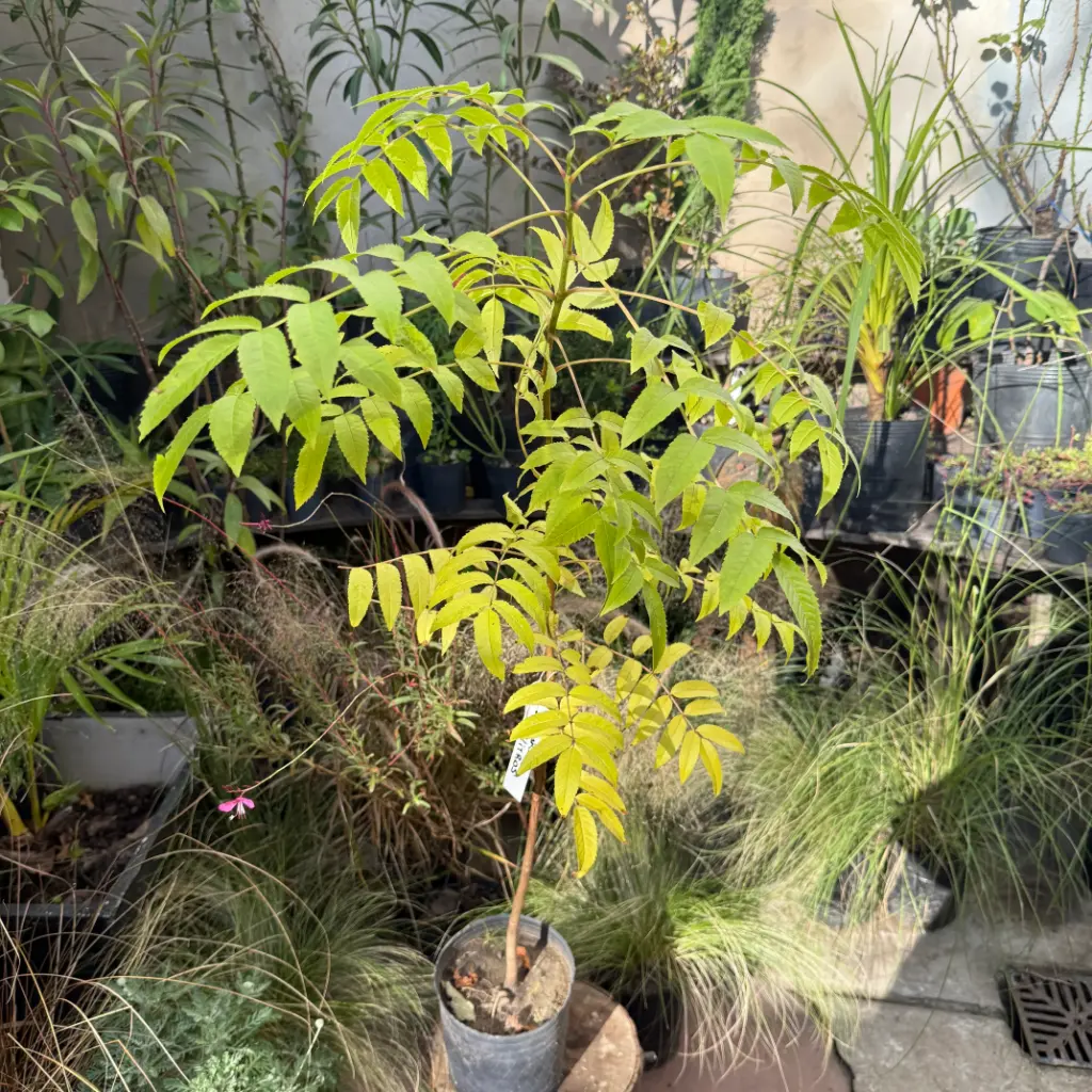 Tecoma stans "Guarán" mediano