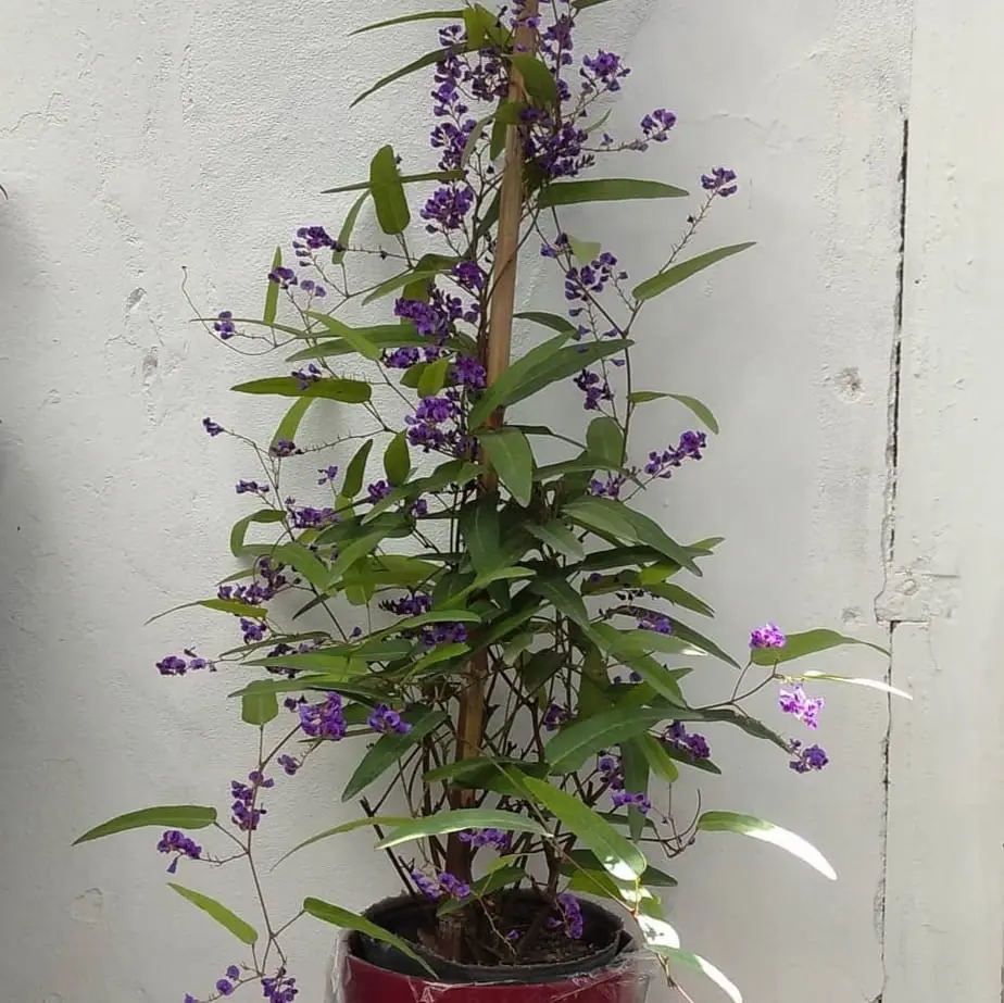 Handerbergia grande