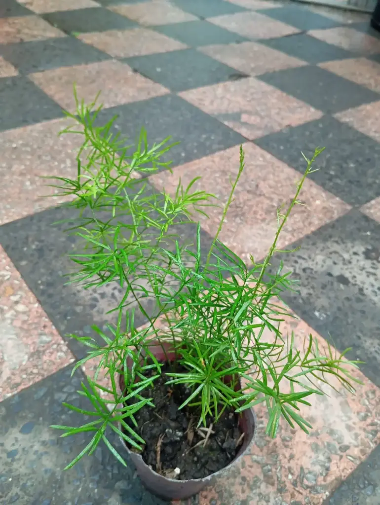 Helecho asparagus setaceus