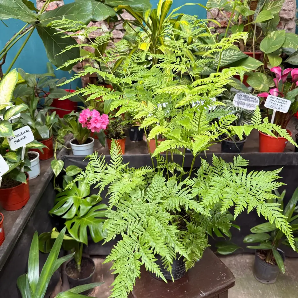 Pteris Tremula "Helecho Tremula"