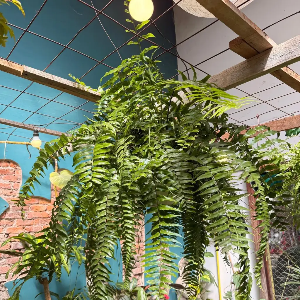 Dryopteris affinis "Helecho macho" grande