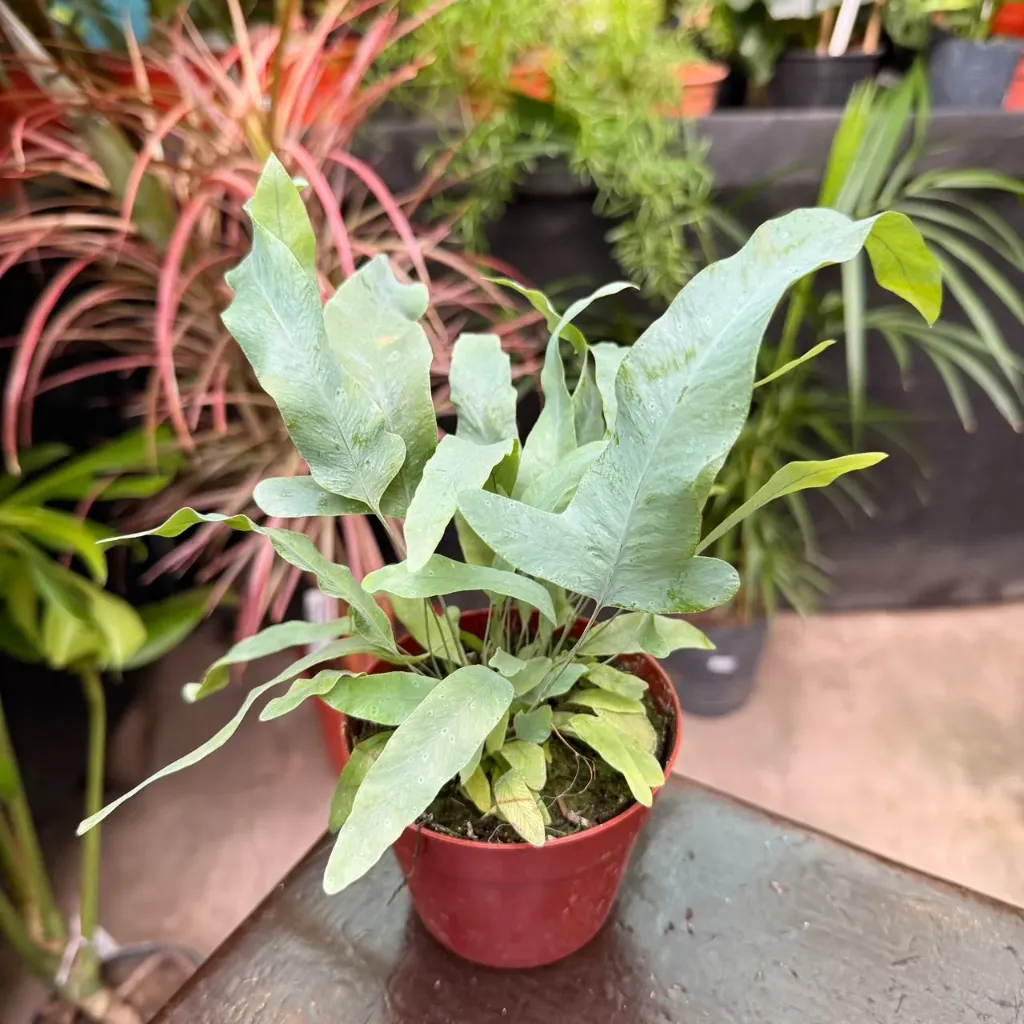 Phlebodium blue star "Helecho azul"