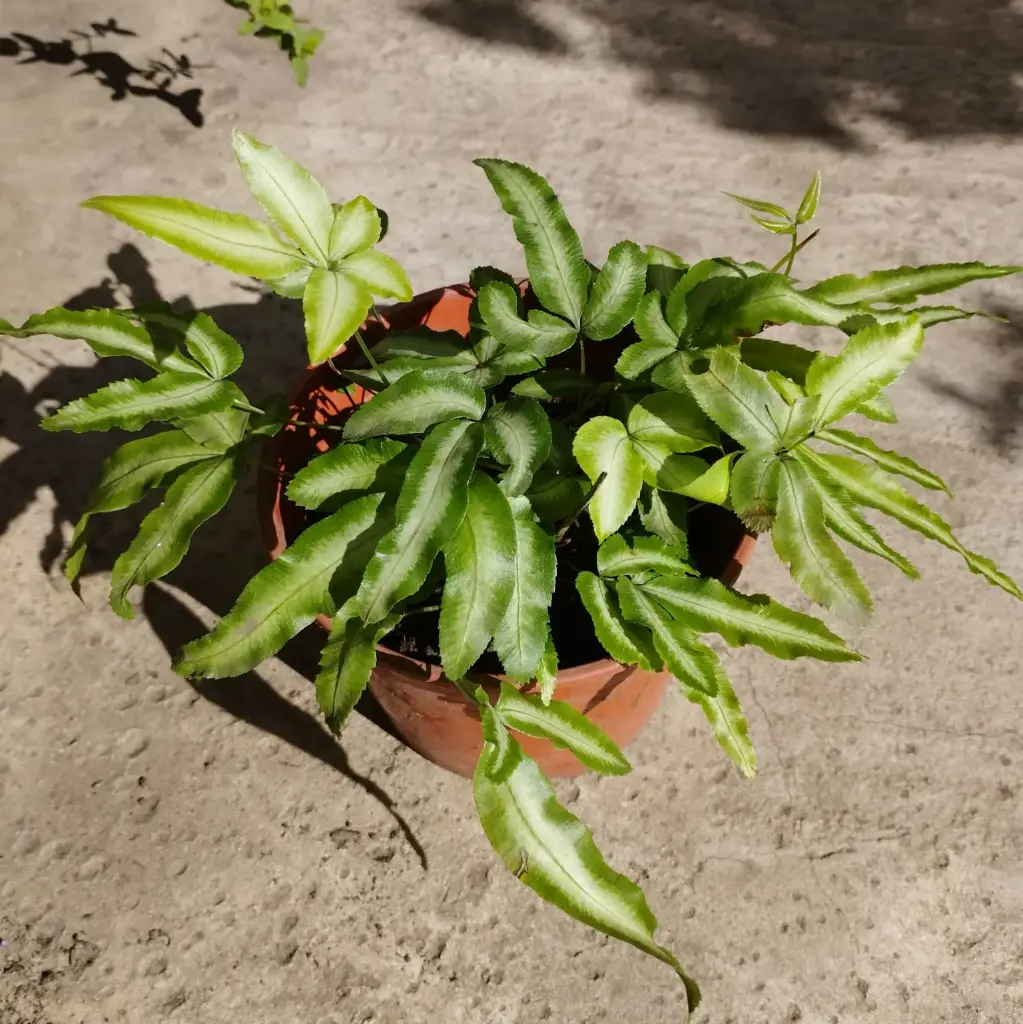Helecho Pteris