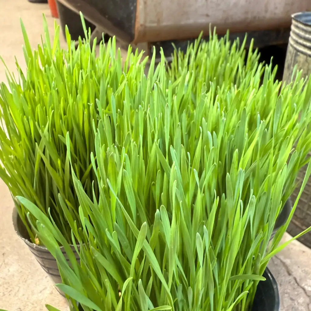 Hierba para perros y gatos