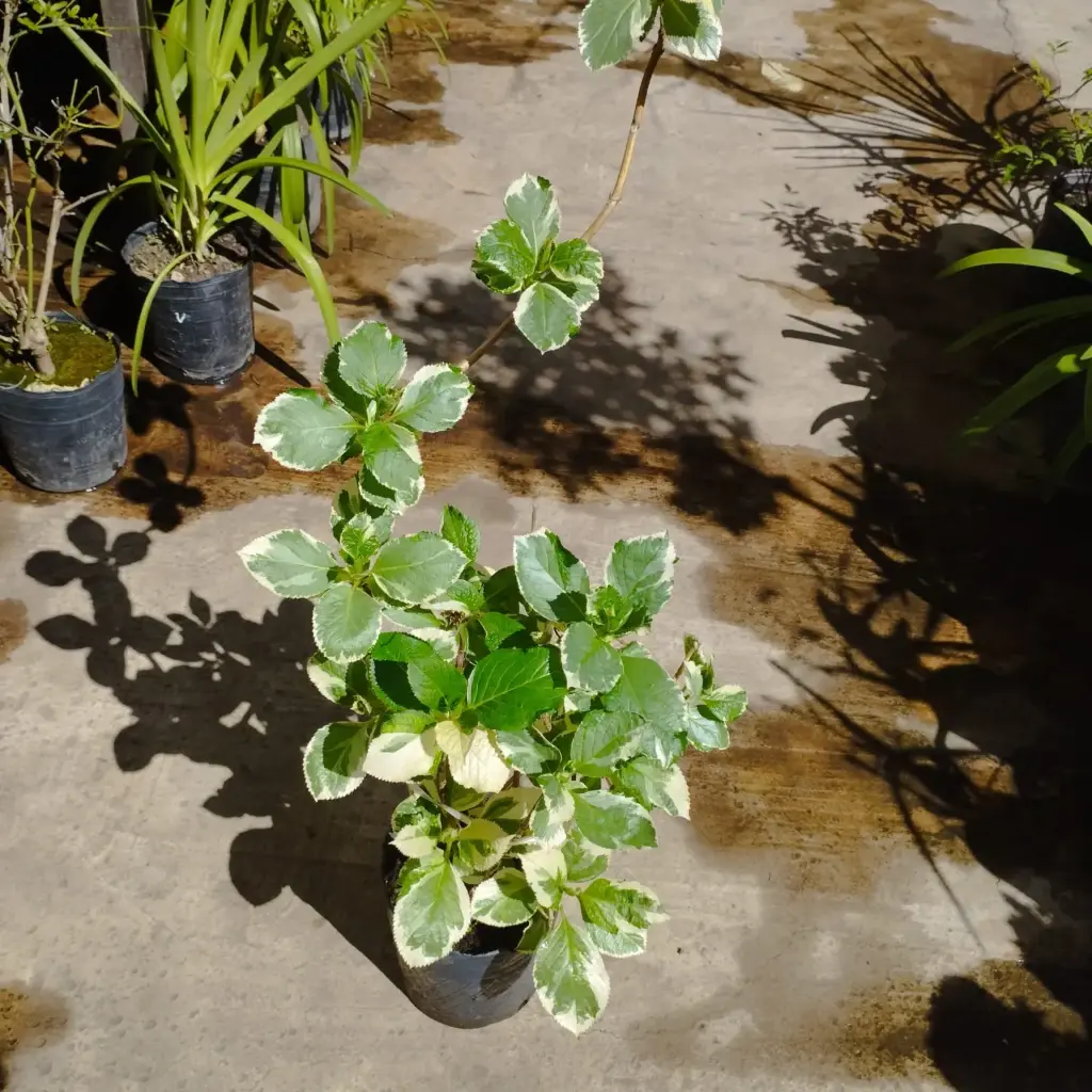 Hydrangea macrophylla "Hortensia variegada"