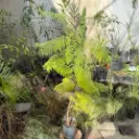 Jacaranda mimosifolia "Jacarandá"