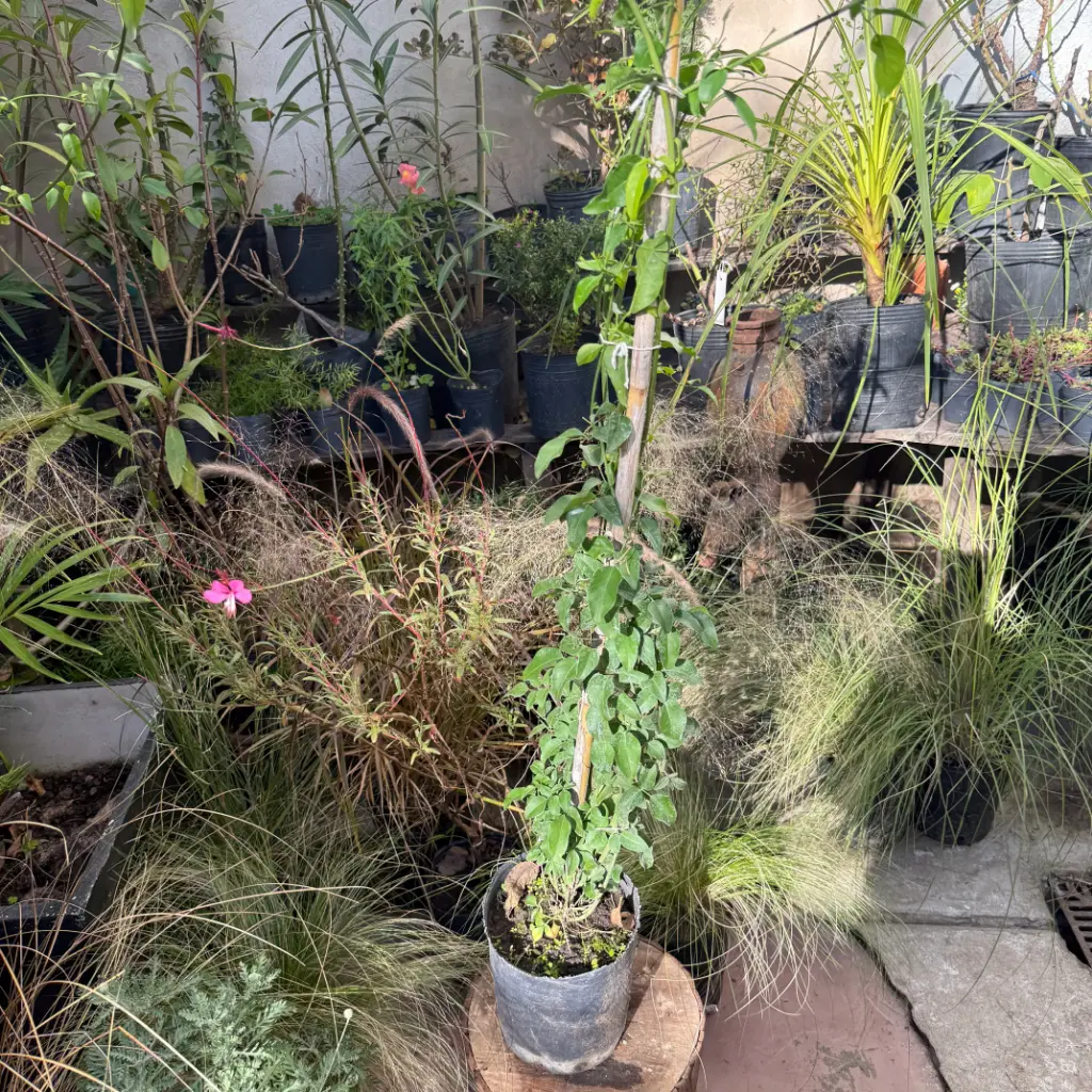 Jasminum azóricum "Jazmín Azórico"