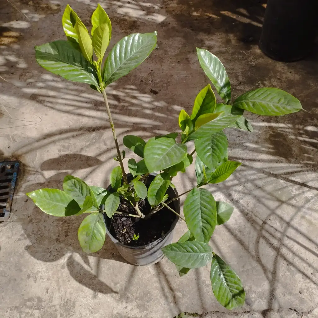 Gardenia jasminoides "Jazmín del cabo" mediana
