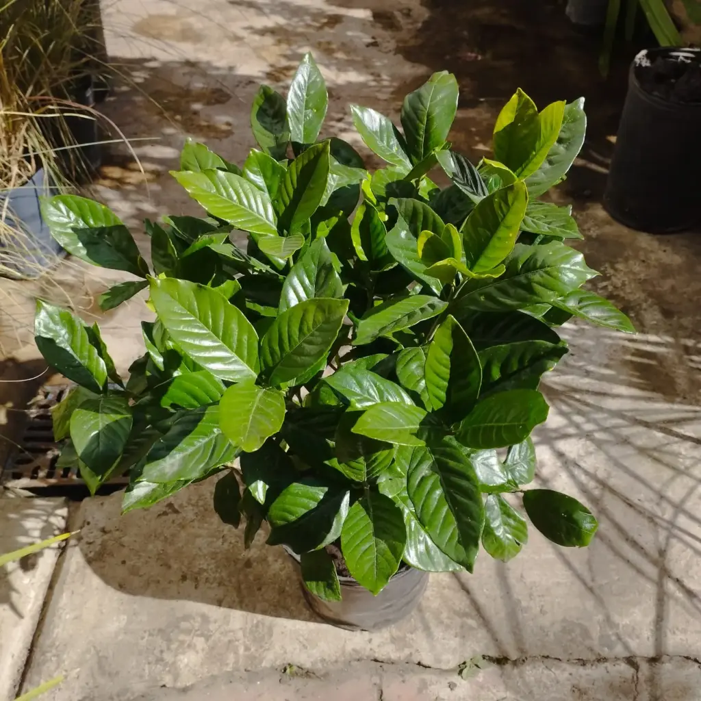 Jazmín del cabo Maceta 8 litros