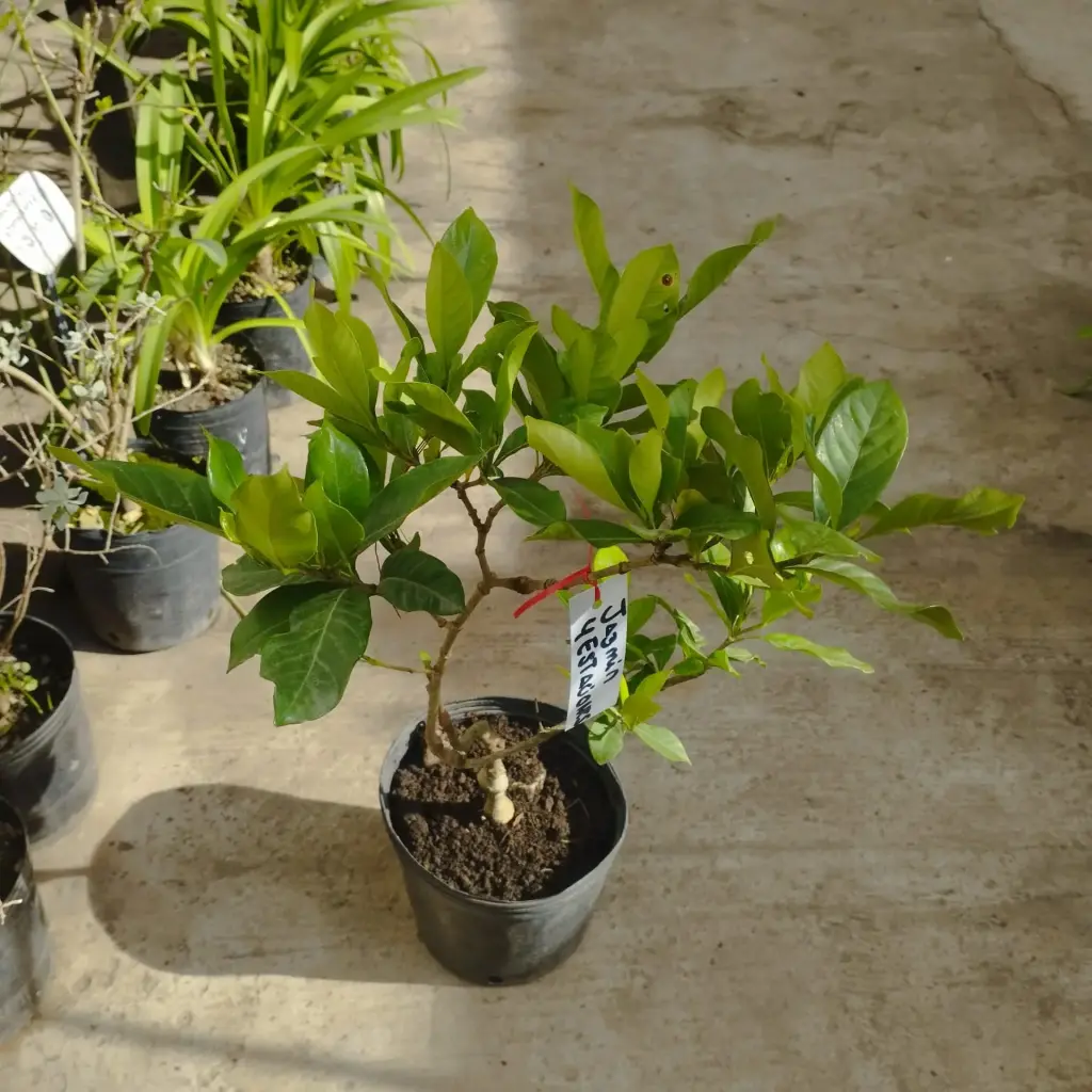 Jazmín 4 estaciones(gardenia augusta 4 floraciones anuales)