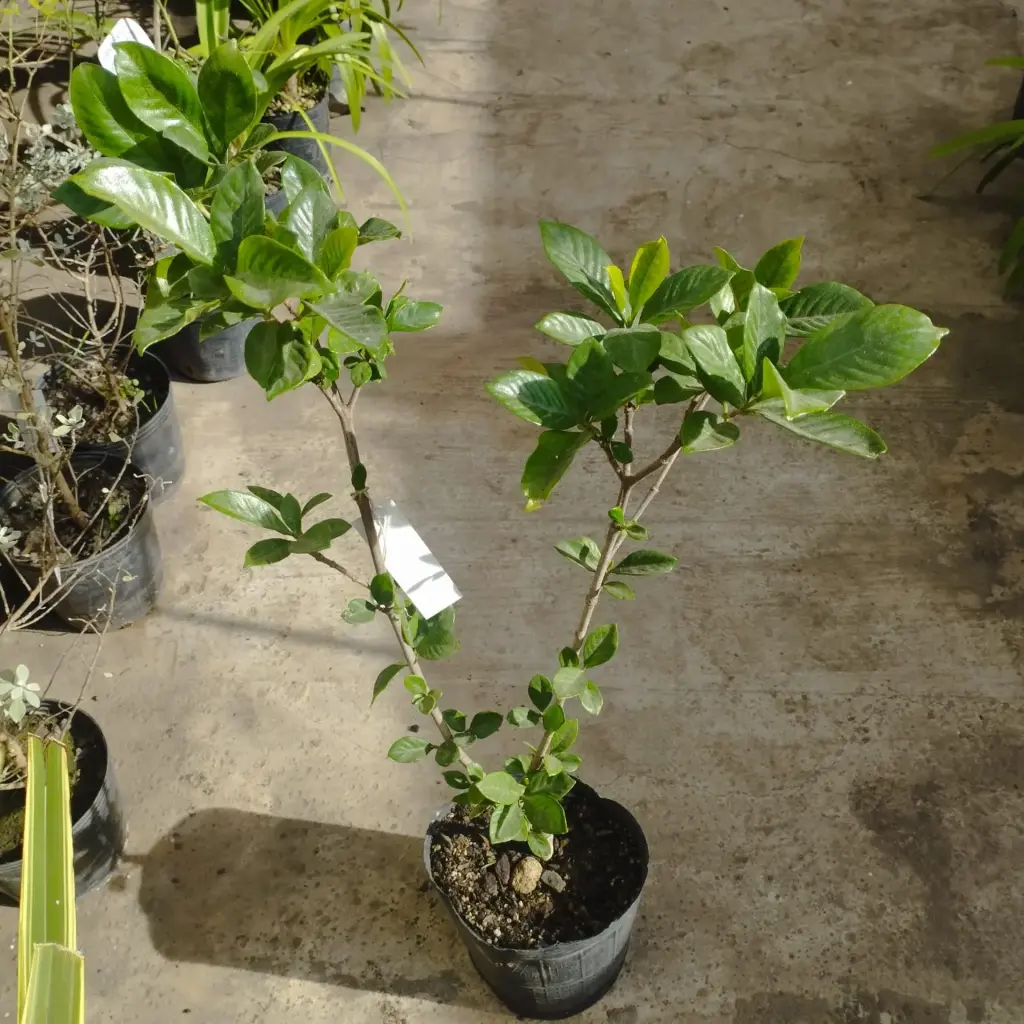 Jazmín Injertado(Gardenia augusta fortuniana inj 4 lts)