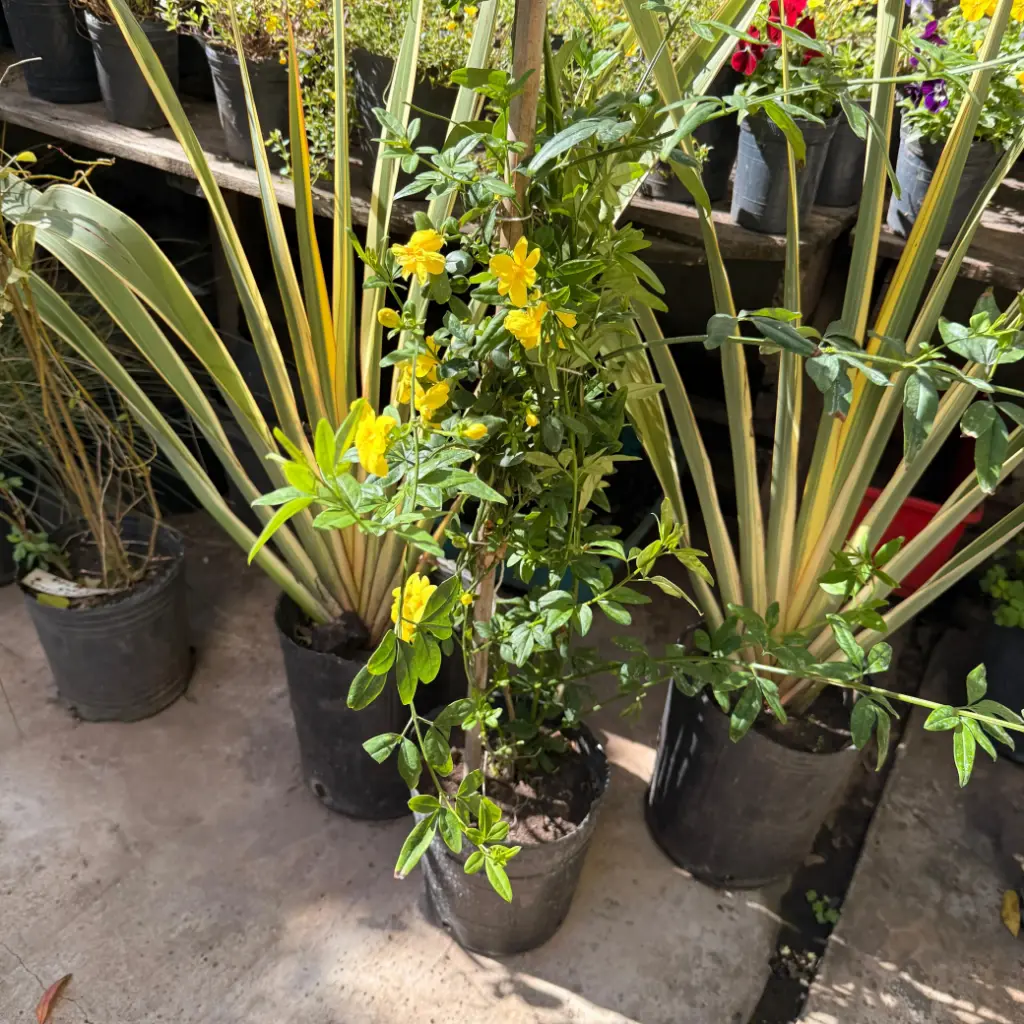 Jasminum fruticans "Jazmín Amarillo"