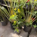 Jazmín Amarillo