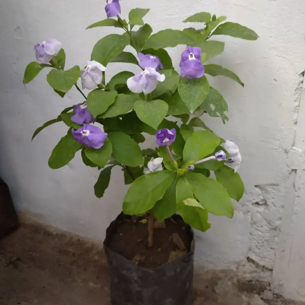 Brunfelsia Australis "Jazmín paraguayo" Maceta 4 litros