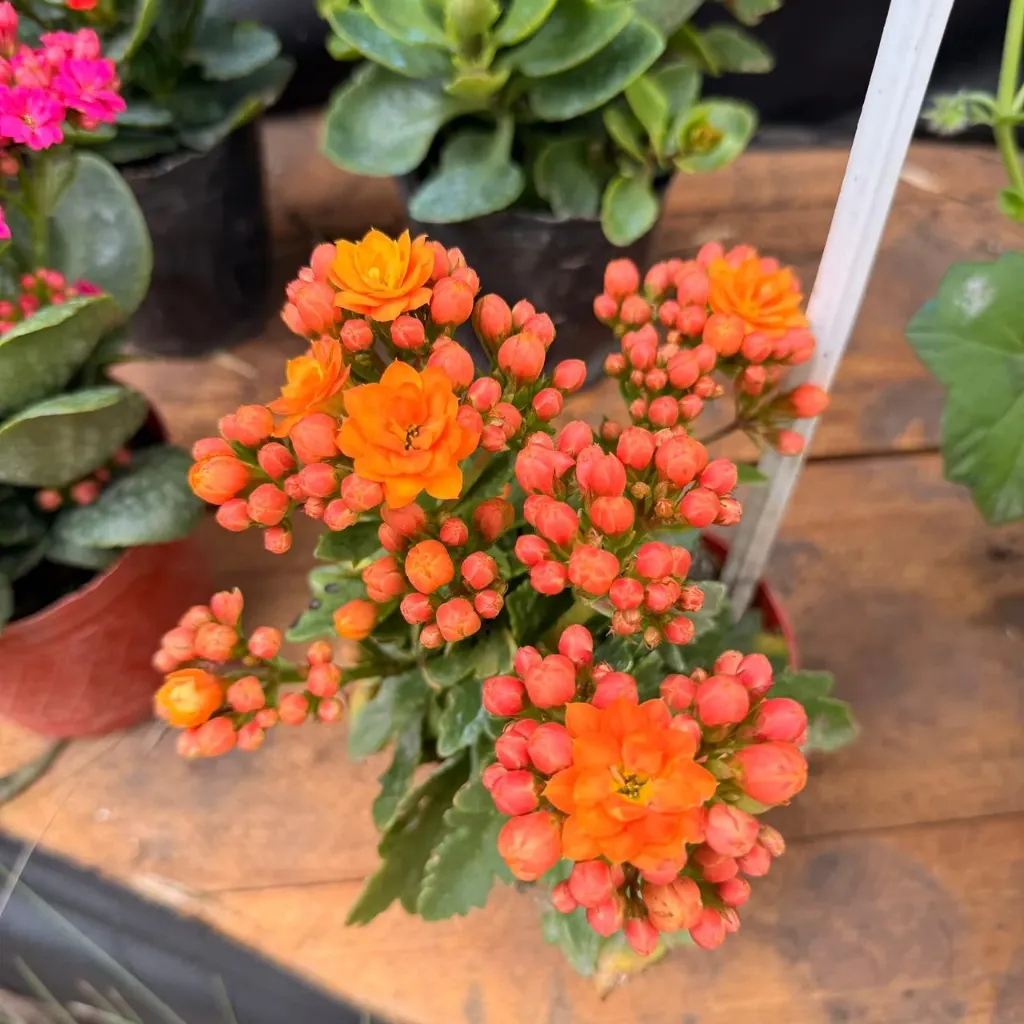 Kalanchoe blossfeldiana "Kalanchoe flor doble"