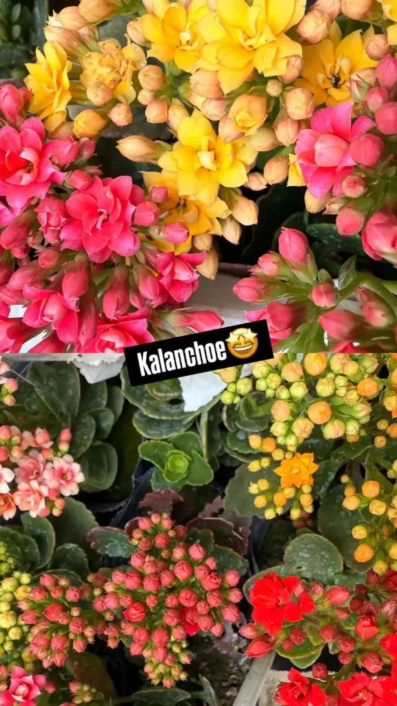 Kalanchoe flor doble Maceta N°12