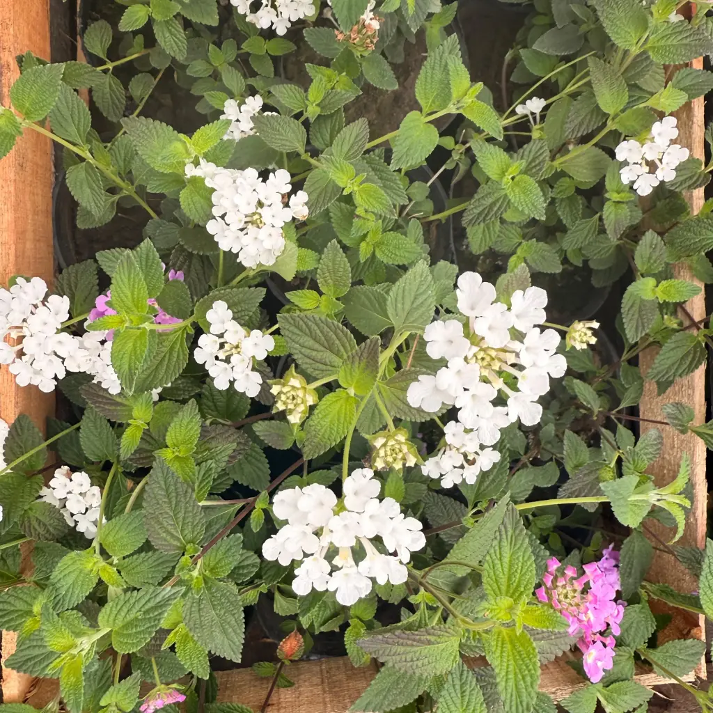 Lantana pastazensis plantín