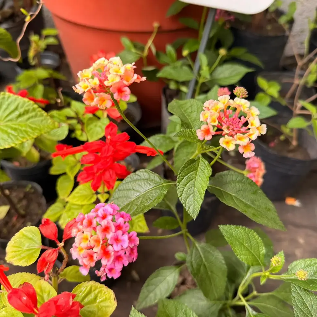 Lantana pastazensis