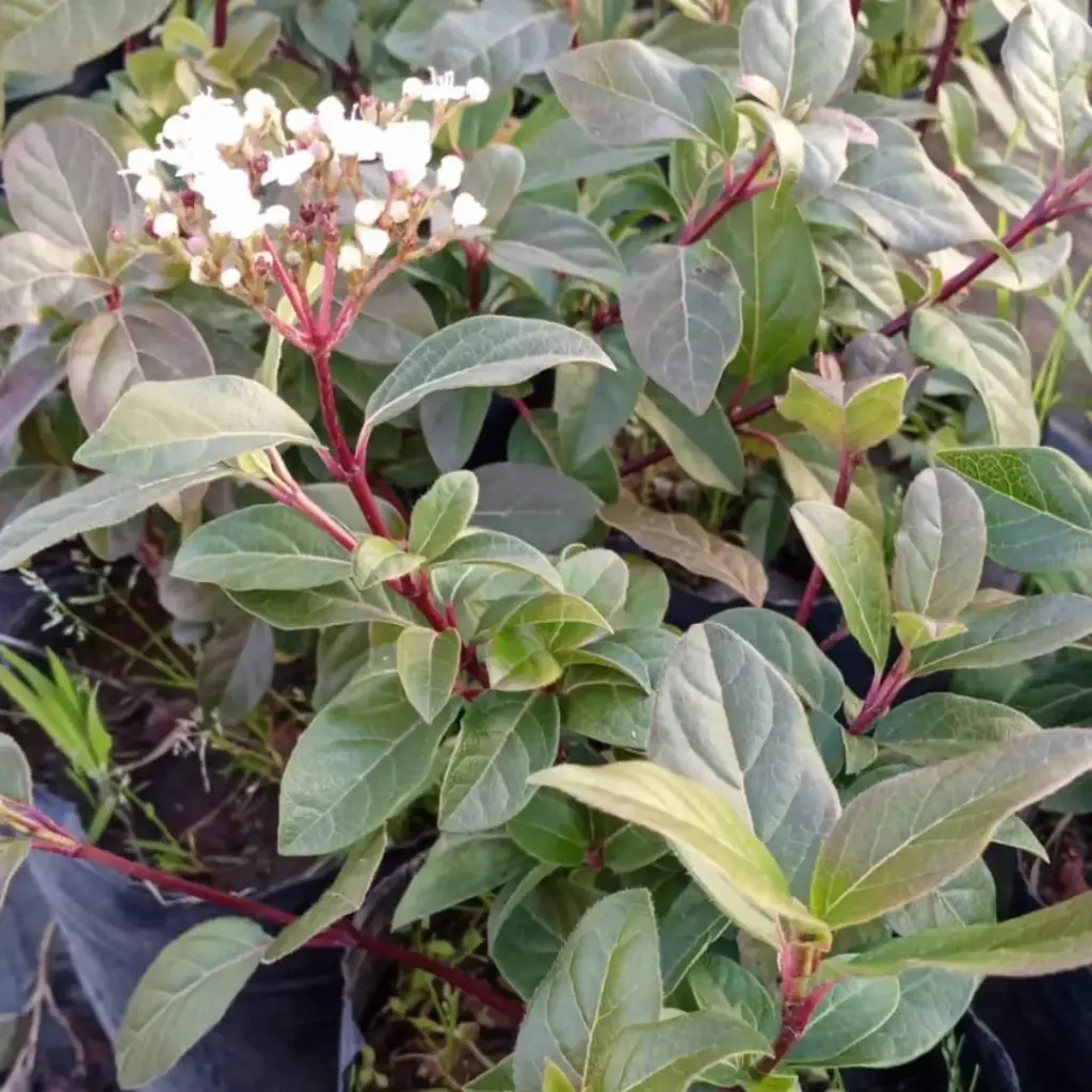 Viburnum tinus "Laurentino compacto" chico
