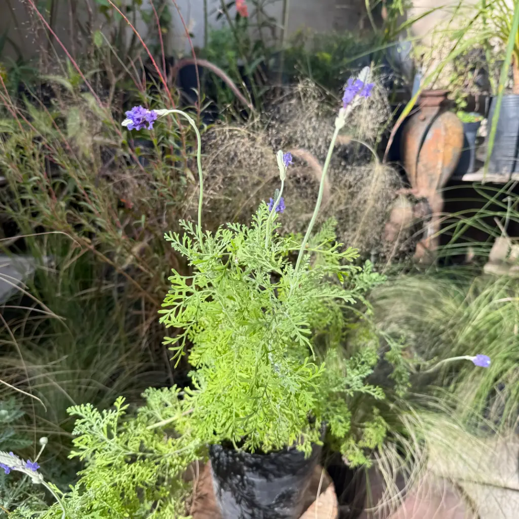Lavandula multifida "Lavanda multifida" Mediana