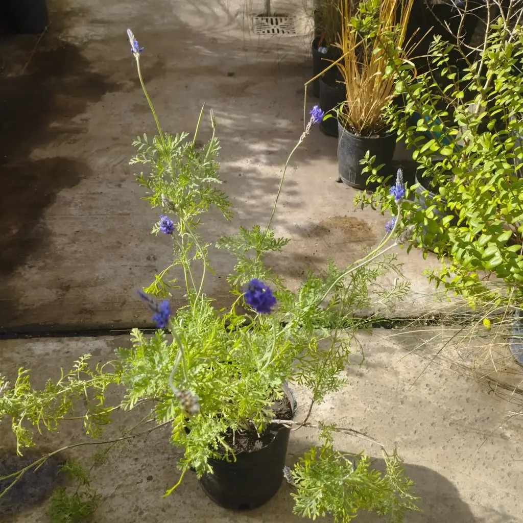 Lavandula multifida "Lavanda multifida" Mediana