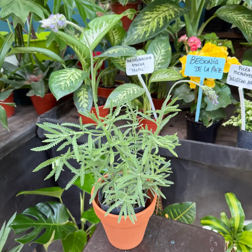 Lavandula dentata "Lavanda" plantin 