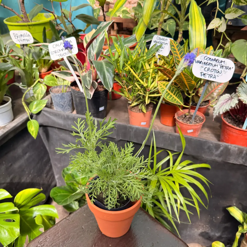 Lavandula pinnata "Lavanda pinata" plantín