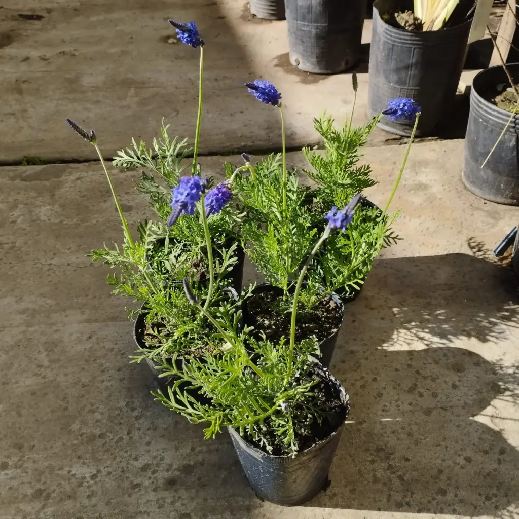 Lavandula pinnata "Lavanda pinata"Maceta 12