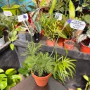 Lavandula pinnata "Lavanda pinata" plantín