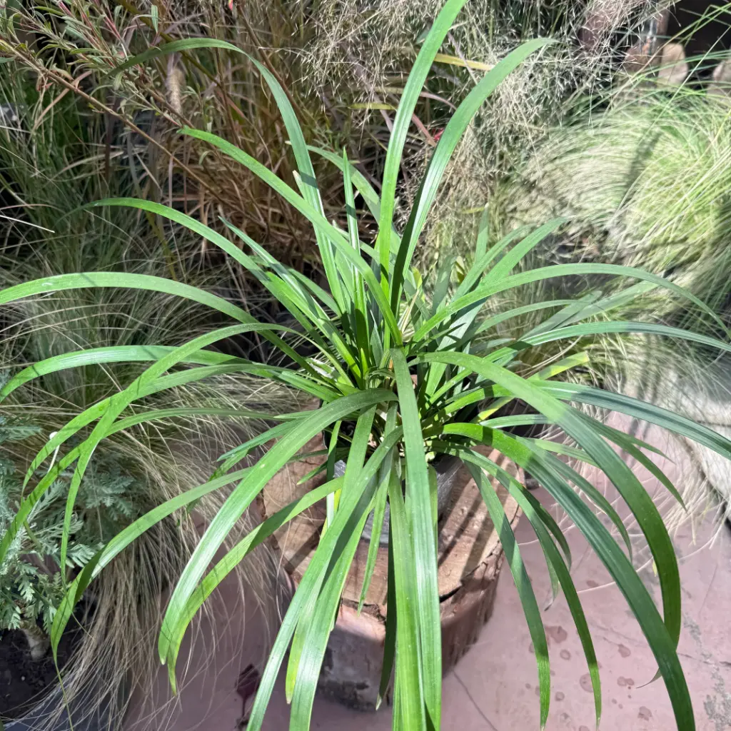 Liriope muscari