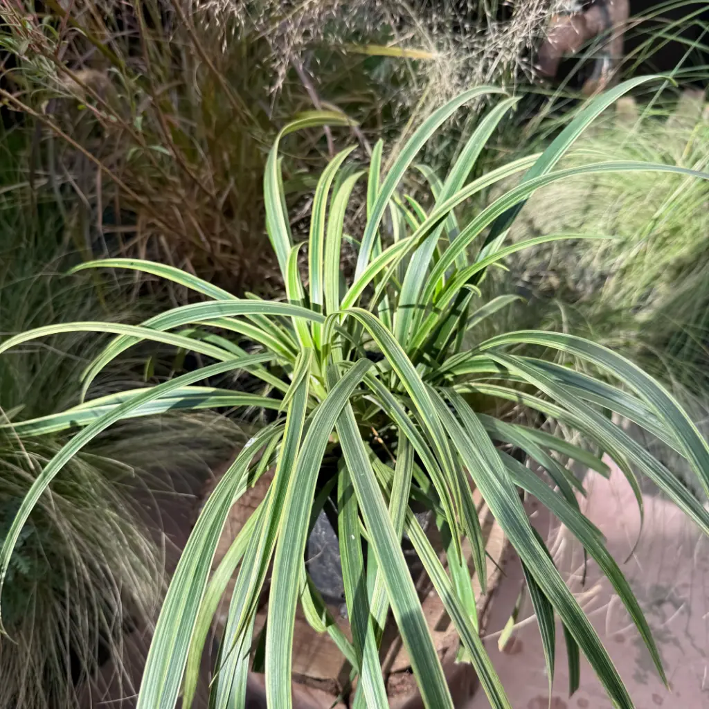 Liriope muscari variegata "Liriope variegado"