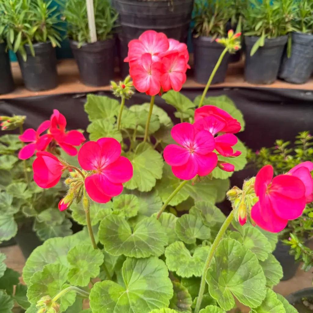 Pelargonium x hortorum "Malvón"