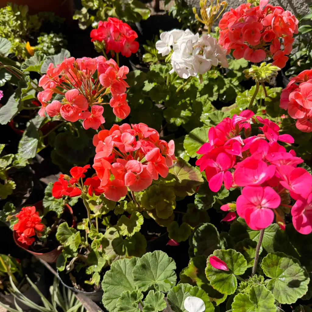 Pelargonium x hortorum "Malvón"