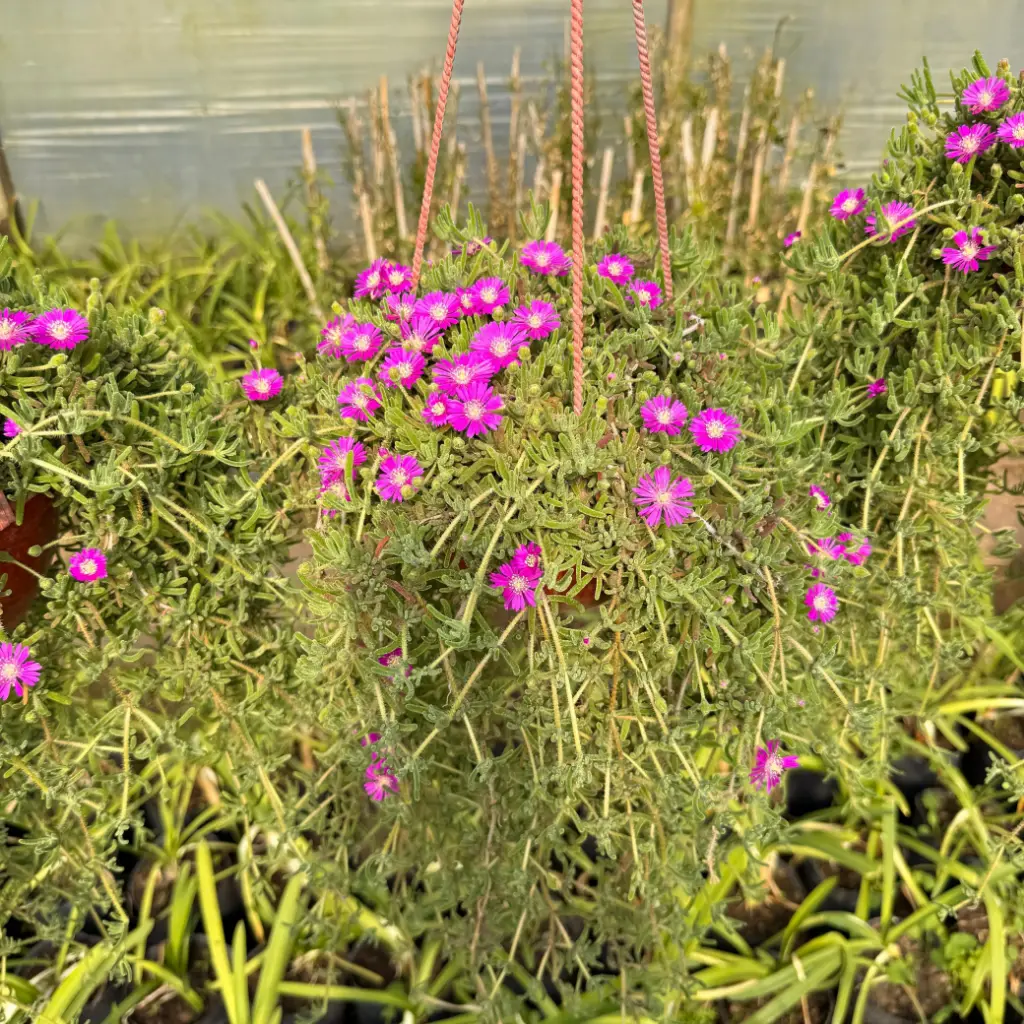 Drosanthemum floribundum "Manto de la Virgen" colgante