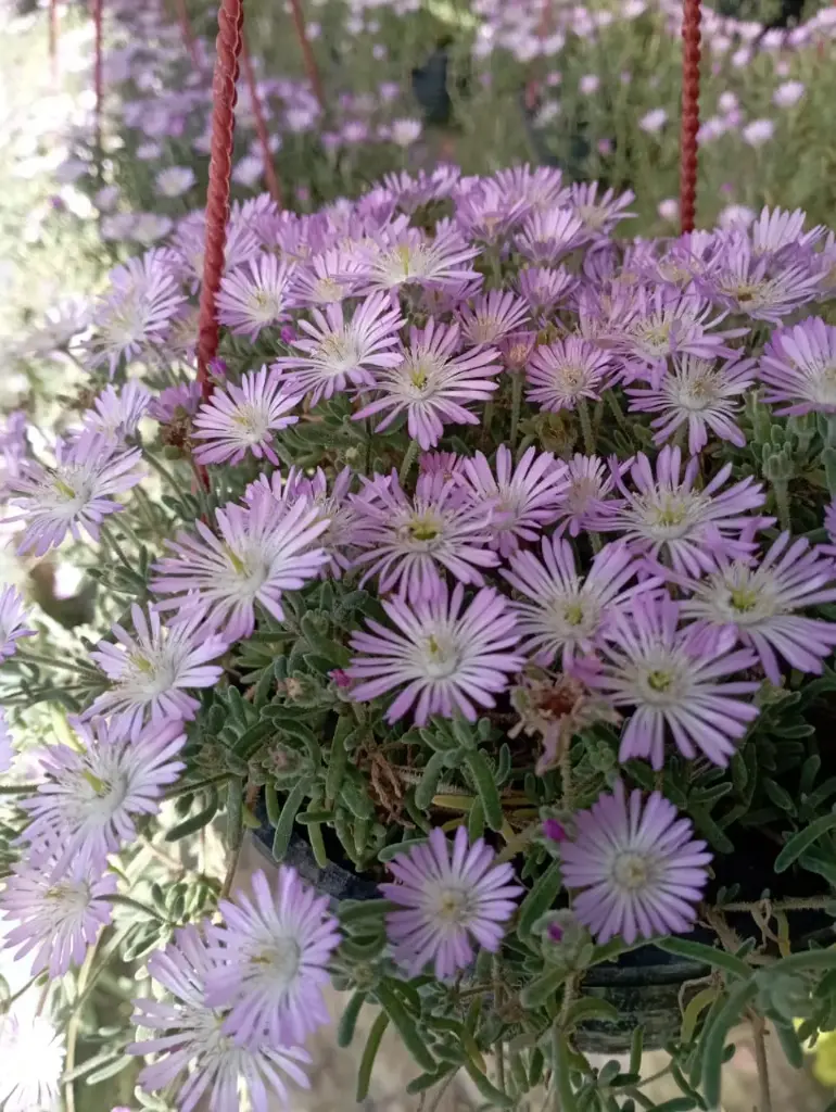 Drosanthemum floribundum "Manto de la Virgen" colgante