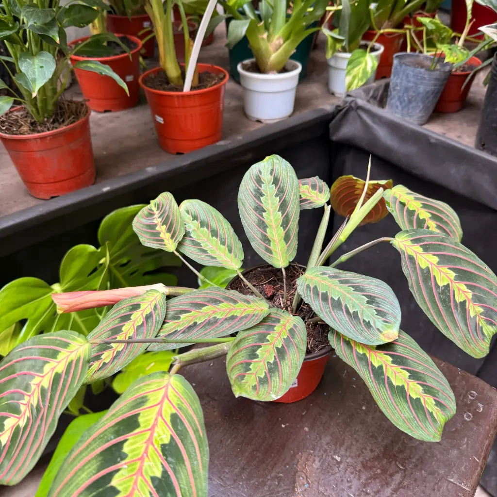 Maranta Leuconeura