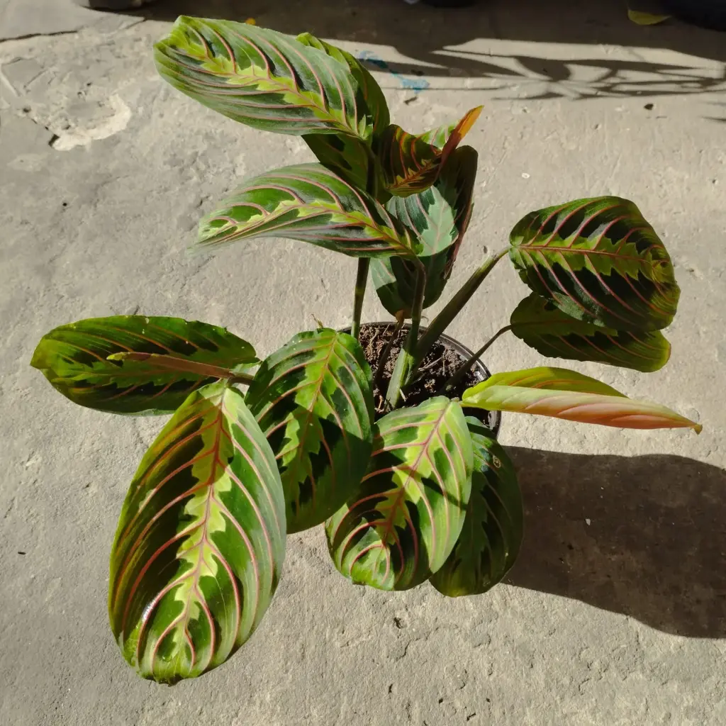 Maranta