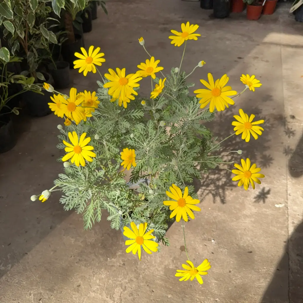 Margarita amarilla Maceta 3 litros