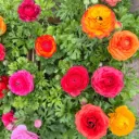 Ranunculus asiaticus "Marimonia"