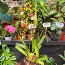 Orquidea Oncidium