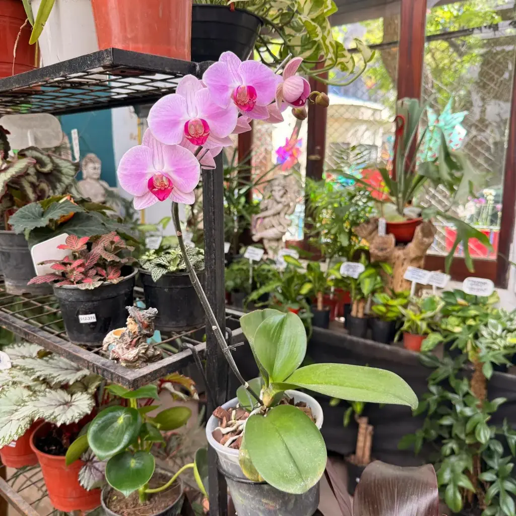 Orquídea Phalaenopsis mediana