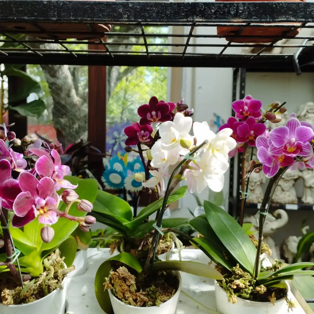 Orquídea Phalaenopsis baby orquidea 