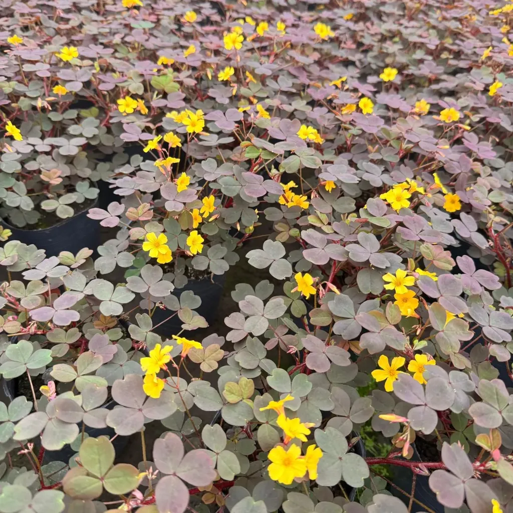 Oxalis Rubra
