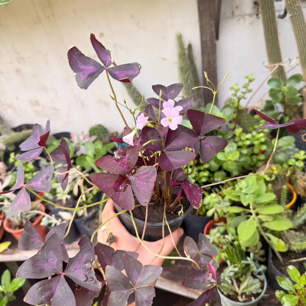 Oxalis triangularis "Trébol mariposa"
