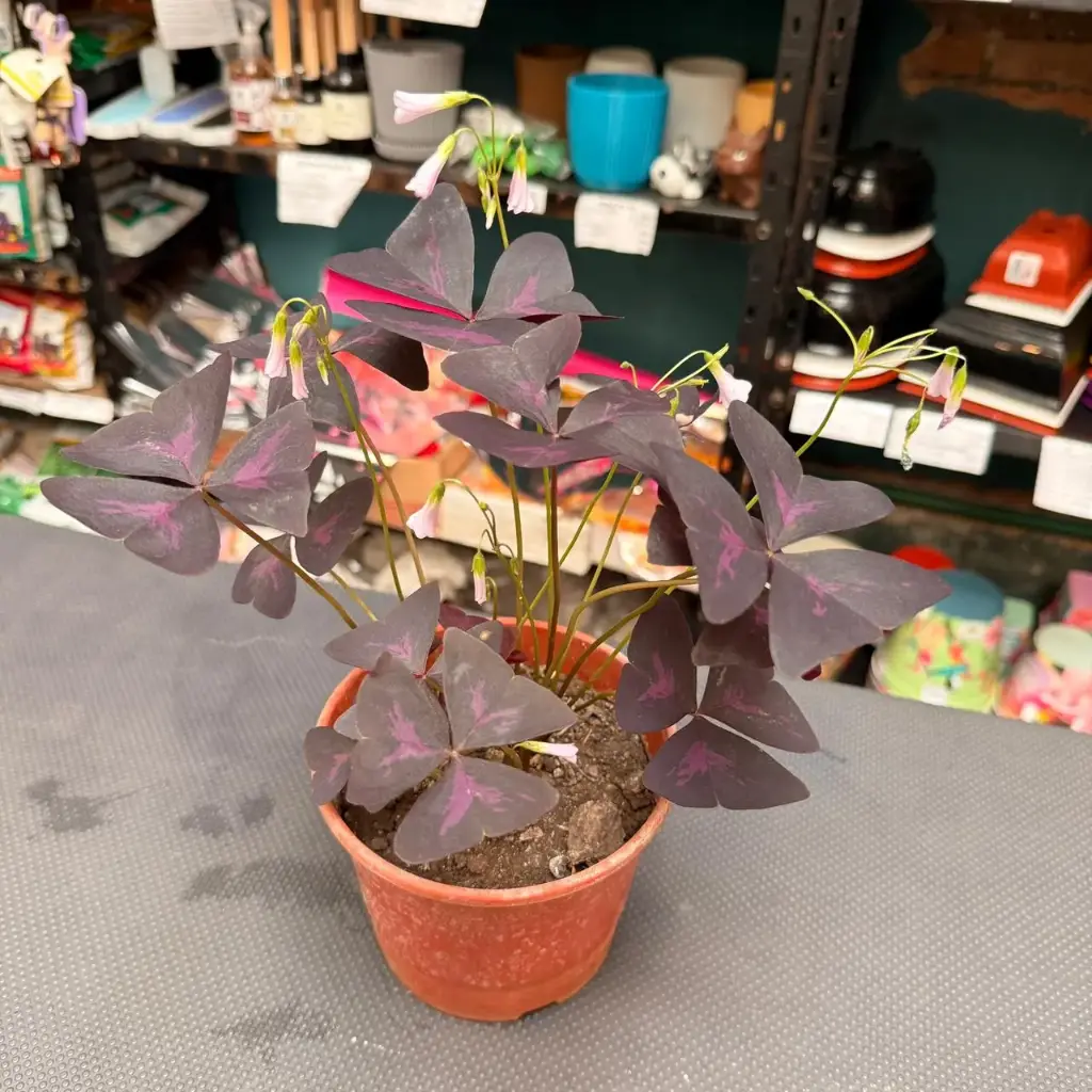 Oxalis triangularis "Trébol mariposa"