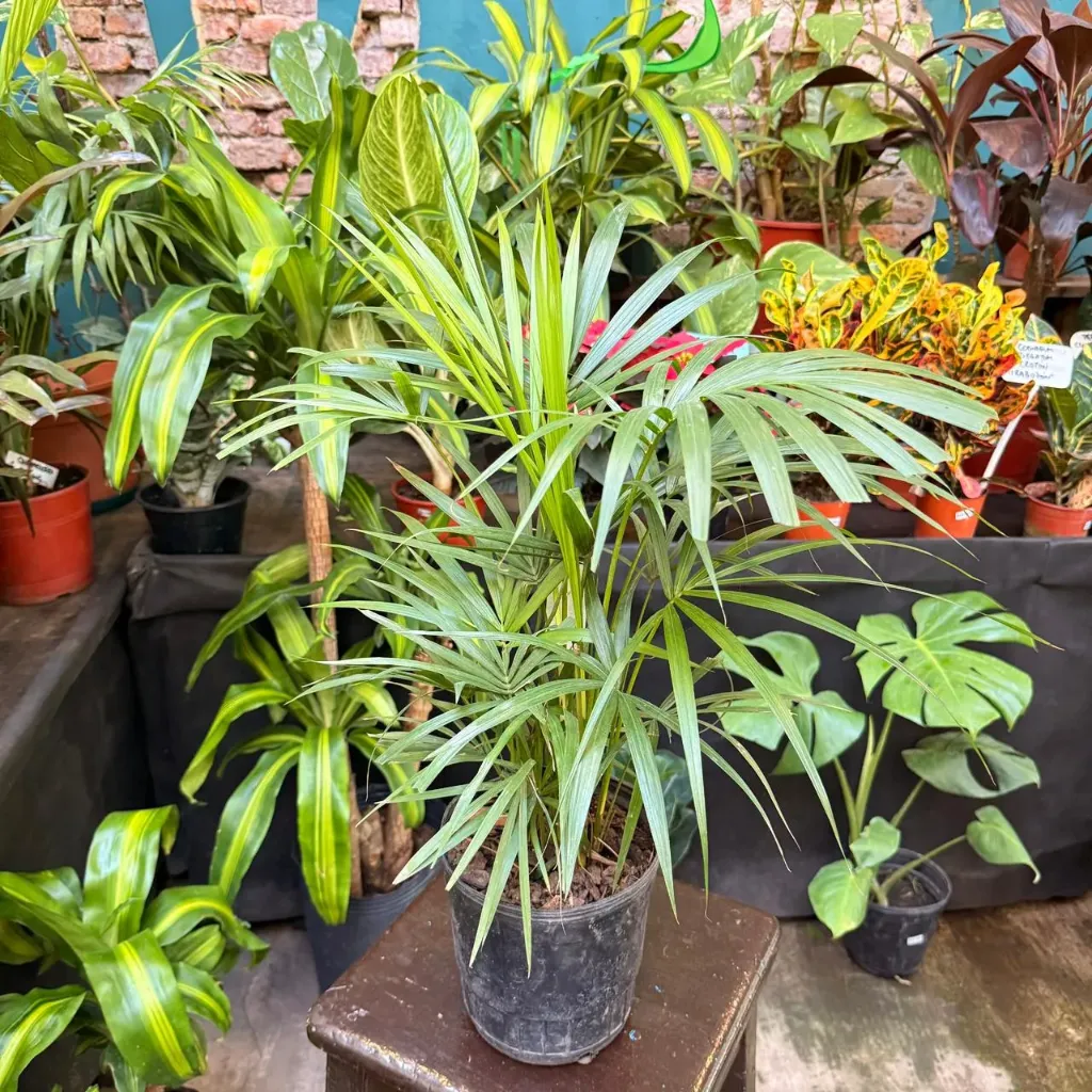 Euterpe edulis "Palmito" mediano