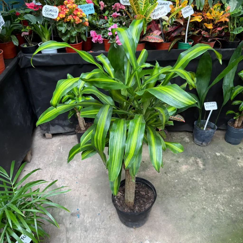 Dracaena fragrans "Palo de agua" Maceta 7 litros