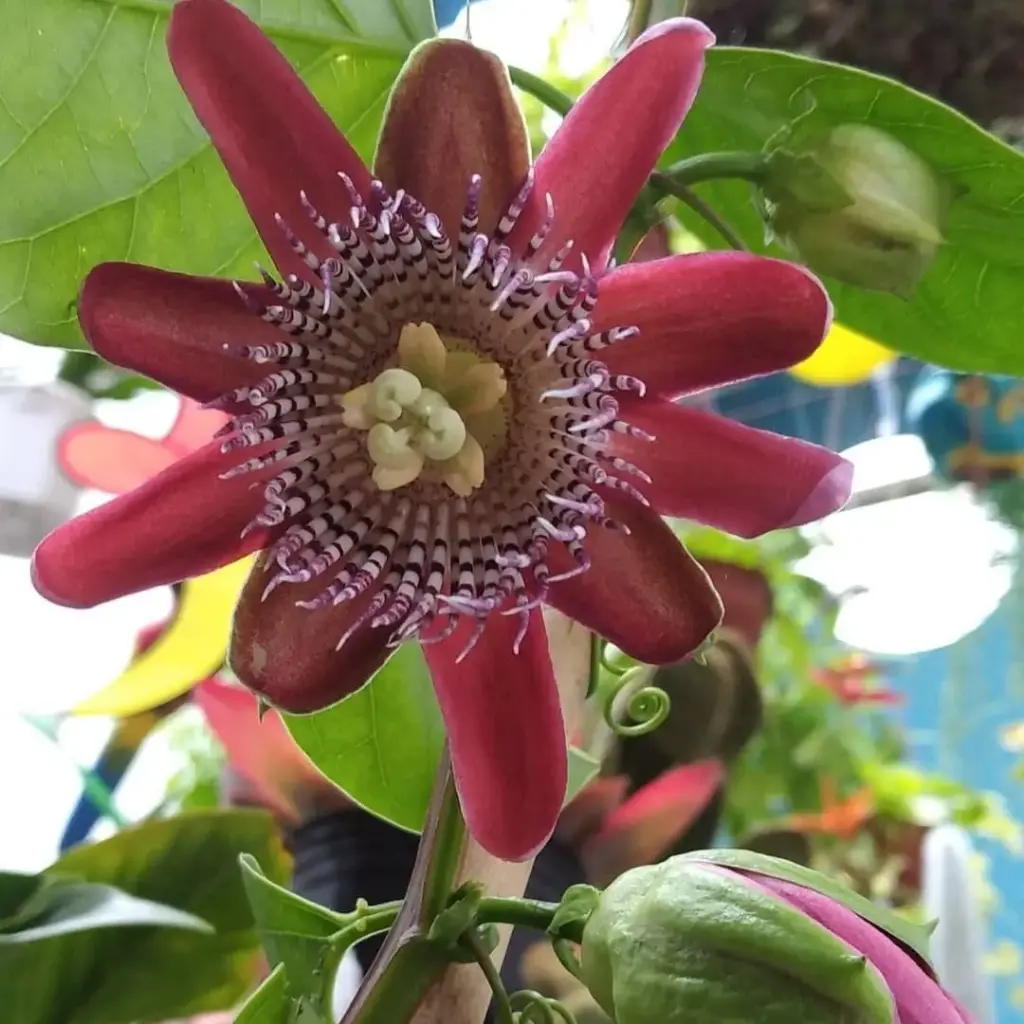Pasionaria passiflora Maceta 3 litros