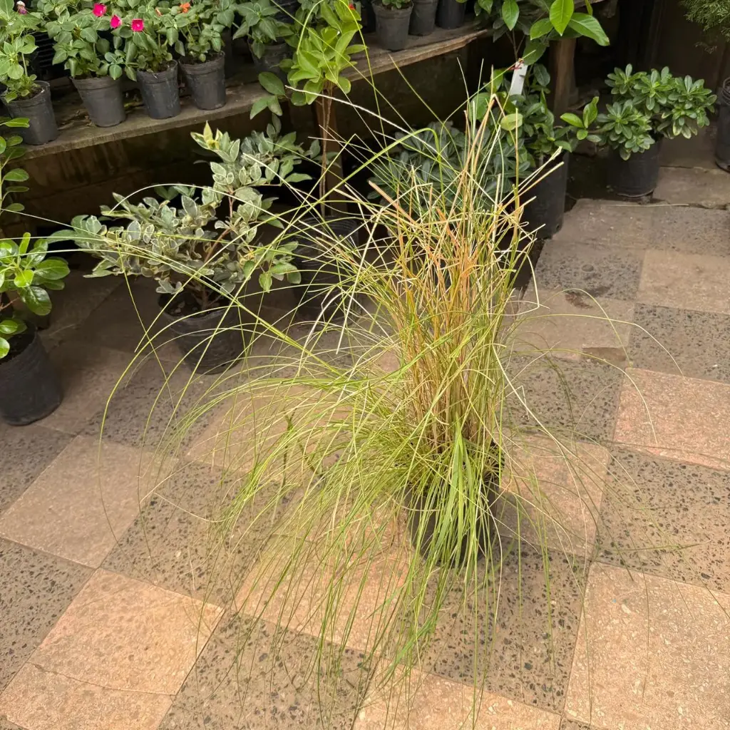 Penisetum rupeli verde